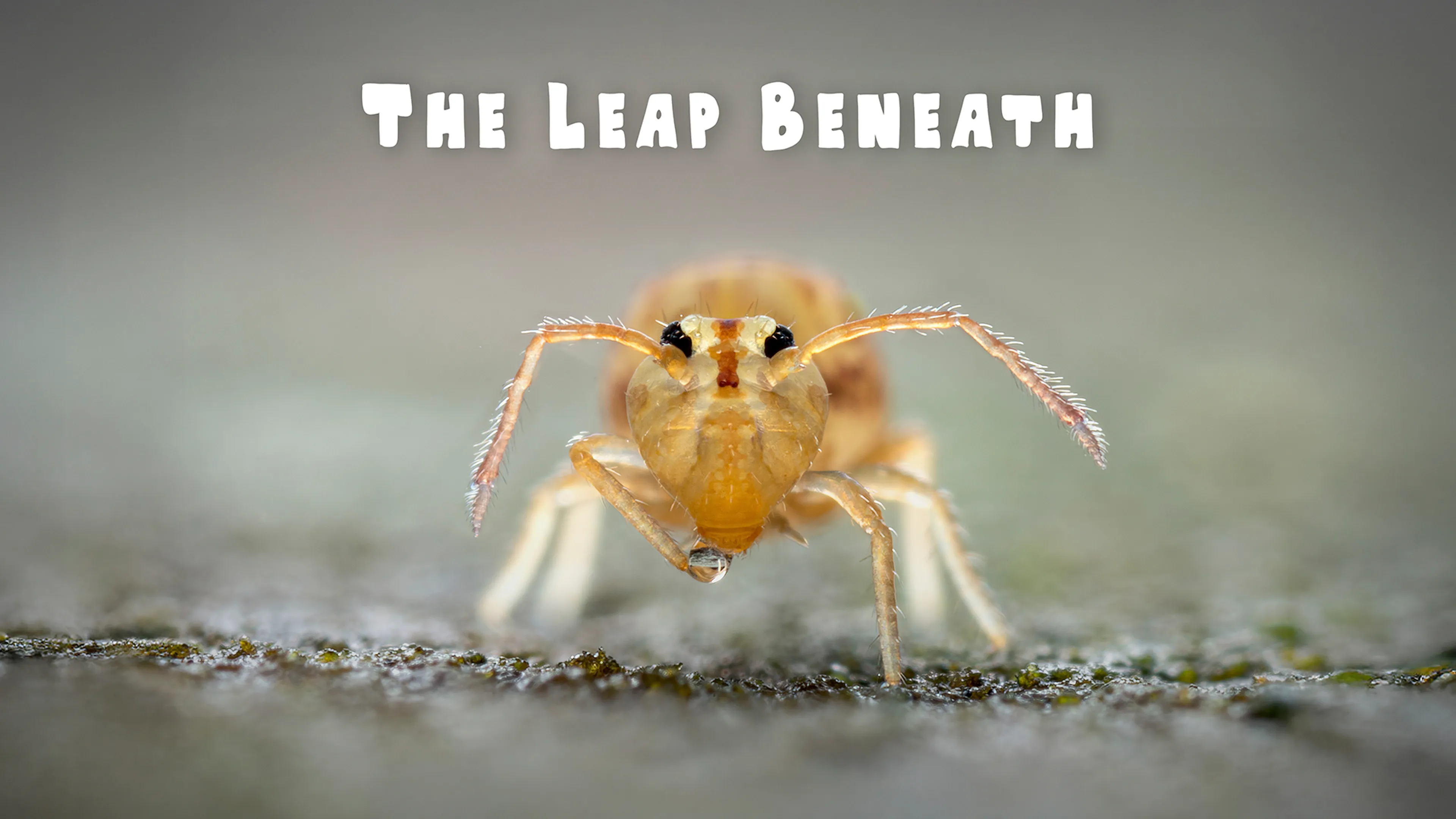 The Leap Beneath poster